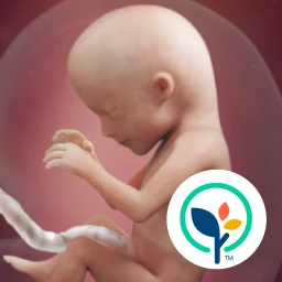 Pregnancy App & Baby Tracker のアイコン
